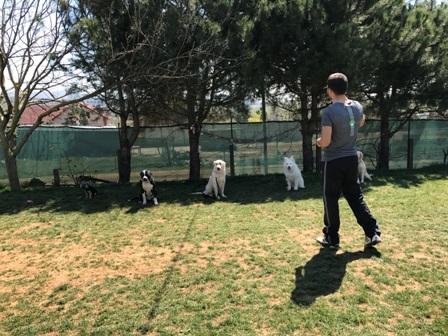 Köpek Pansiyonu Anadolu Yakası