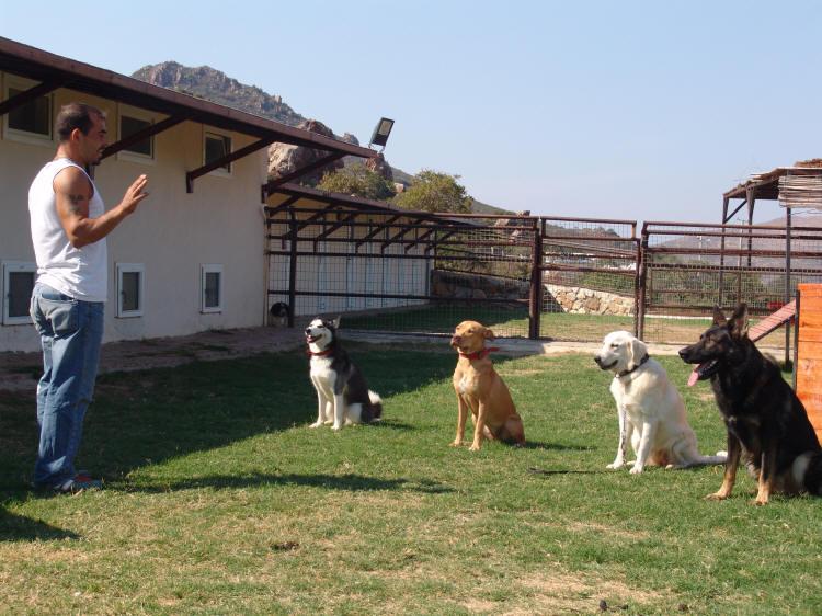 Sultangazi Köpek Pansiyonu