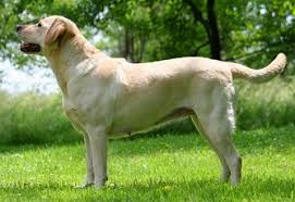 Labrador Köpek Pansiyonu Özel Günler