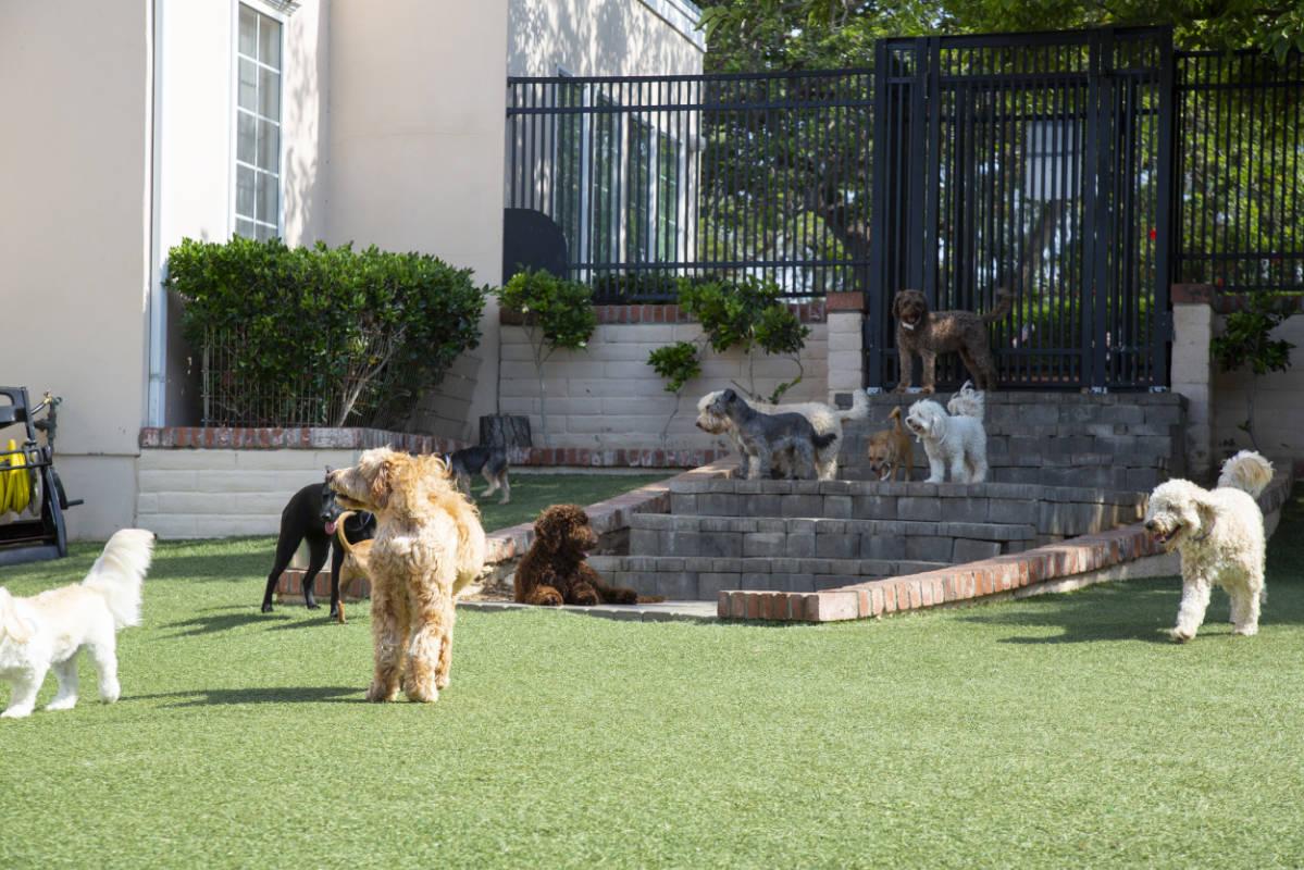 Şile Köpek Pansiyonu ve Köpek Oteli